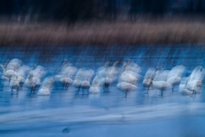 Tundra Swans Before Dawn